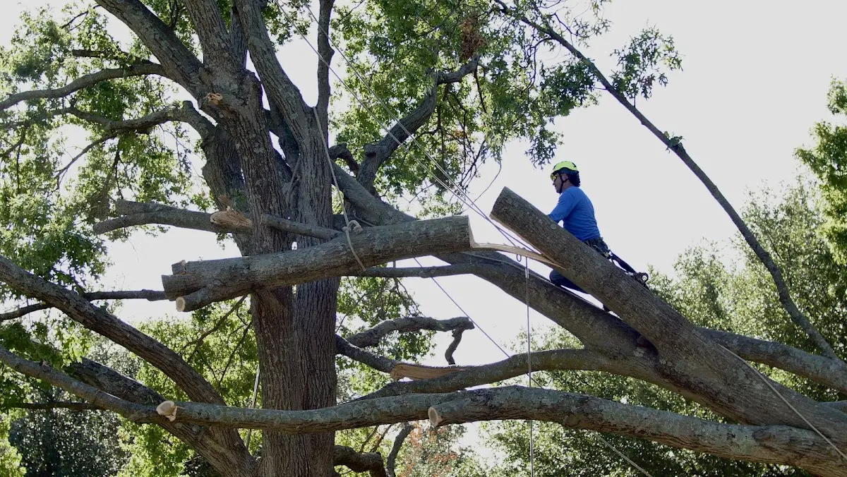 Professional Crown Thinning performed by certified arborists in Montreal